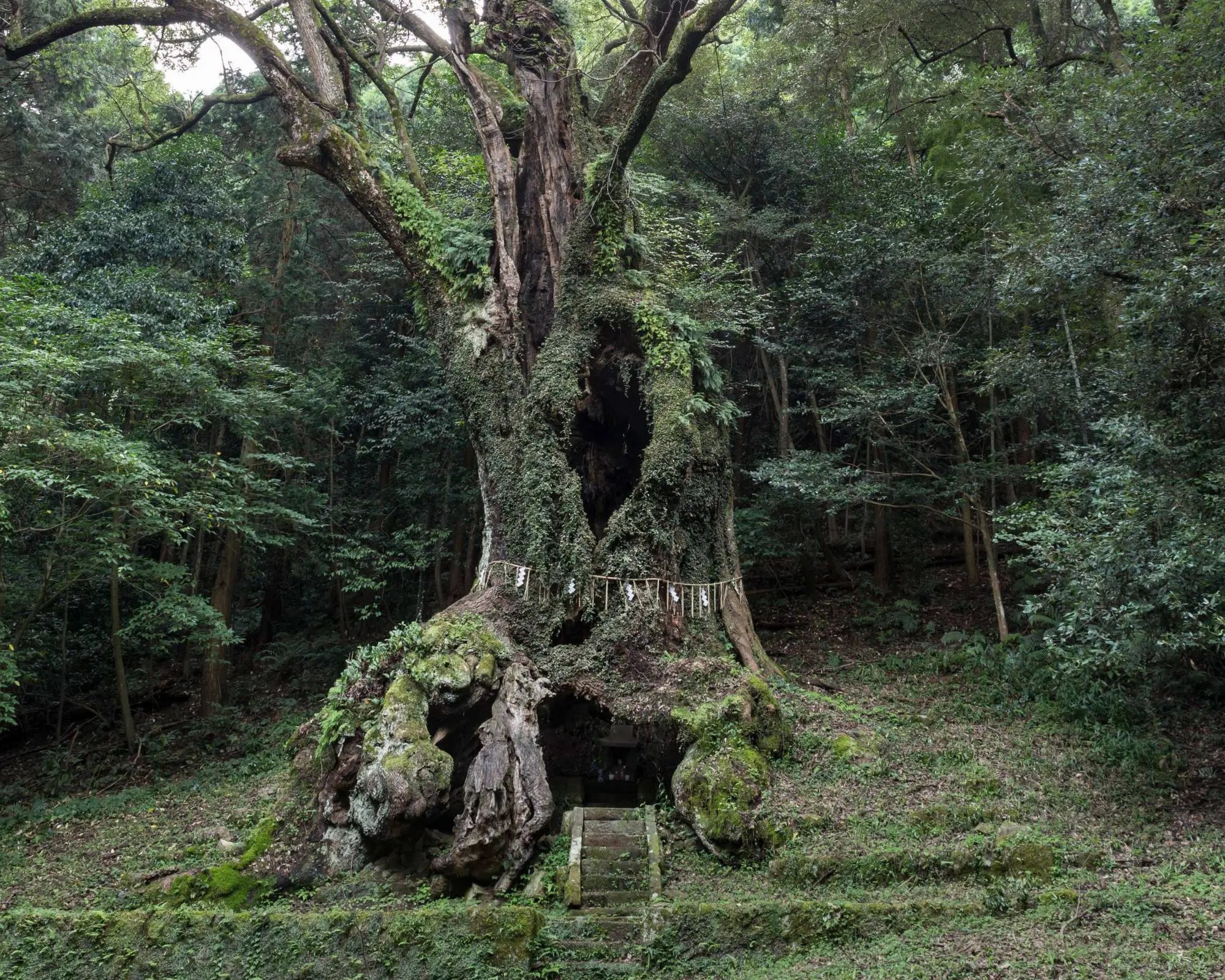 ⛩️ 쓰가와 신사(쓰가와진자) 이미지 7